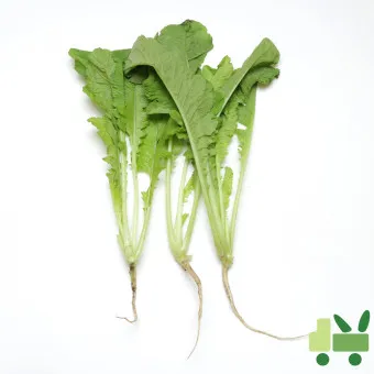 열무 심는 시기 재배 방법_10