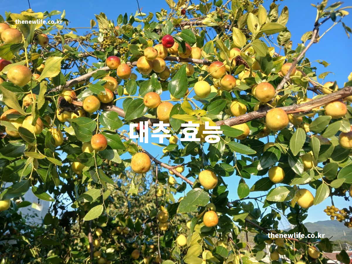 대추 효능 대표 실사진
