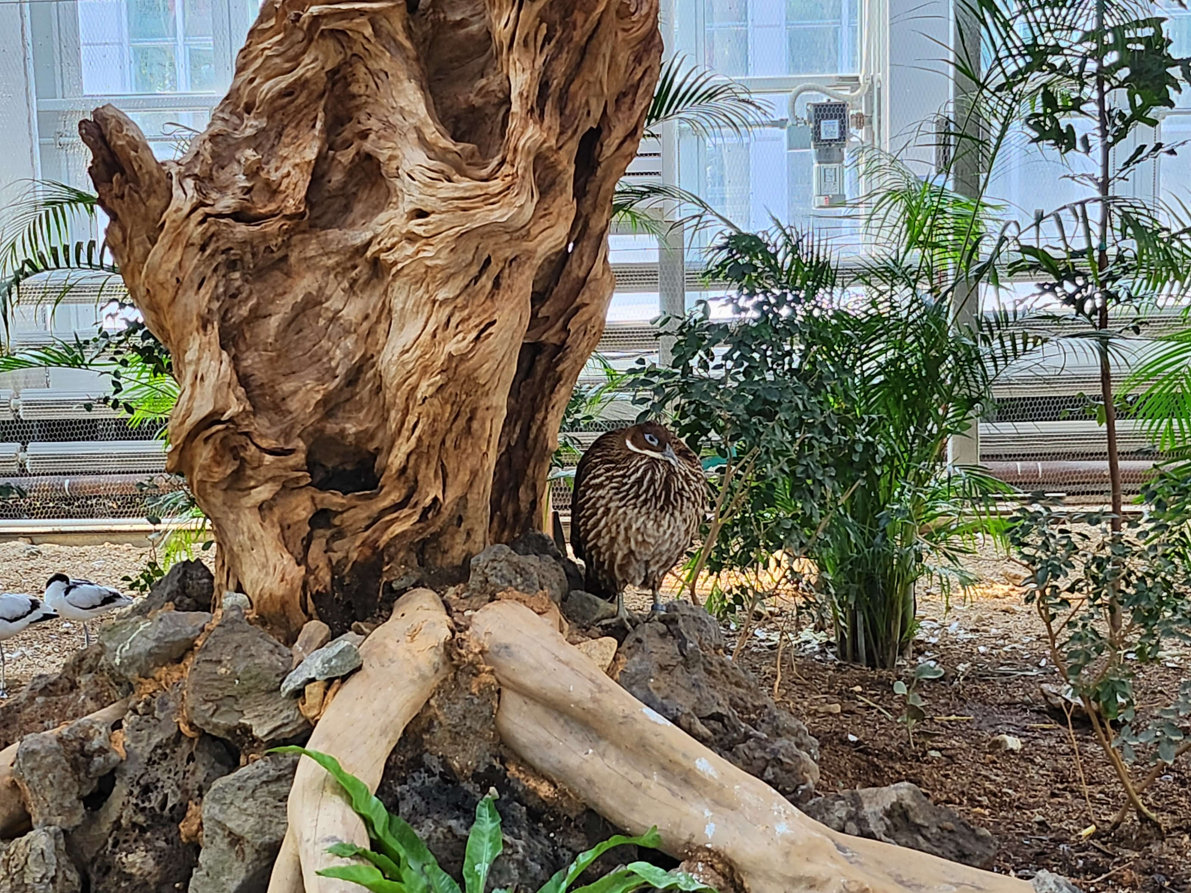 가평 베고니아 정원