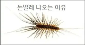 돈벌레 나오는 이유