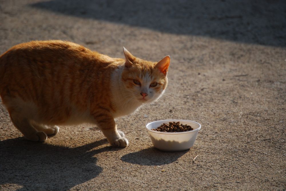 시골 집 고양이