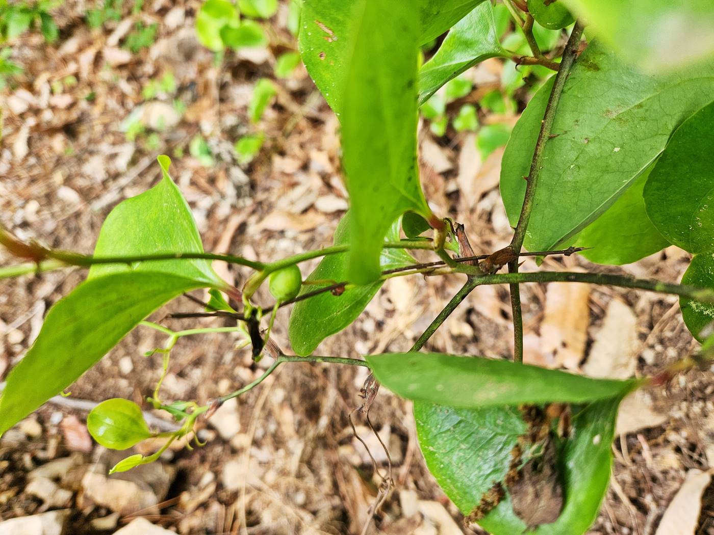 청미래덩굴(망개나무)