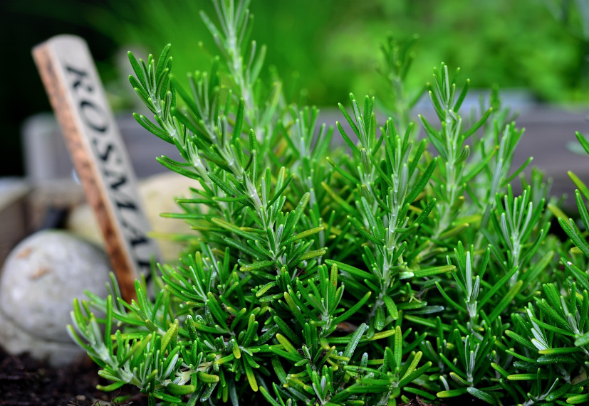 로즈메리의 모습