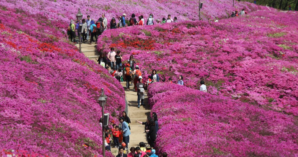 서울 근교 나들이 여행 경기도 4월 봄꽃축제 가볼만한곳 TOP 05 일정 장소 특징 정리