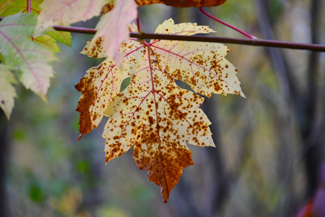 National Scholarship