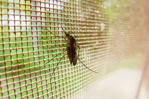 가을 모기 사진