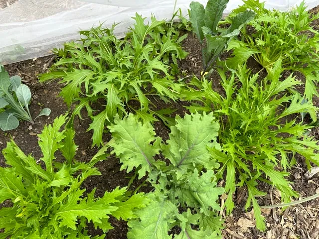 미즈나 재배 직파 요령 빠른 수확 통풍 관리_3