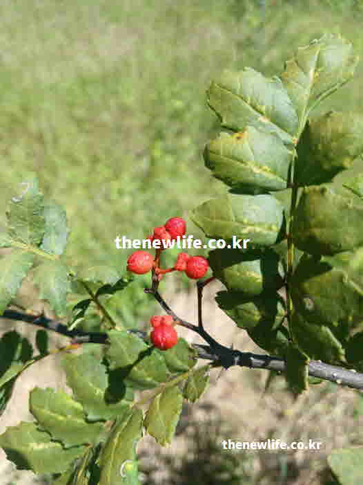 제피 영양성분 제라니올