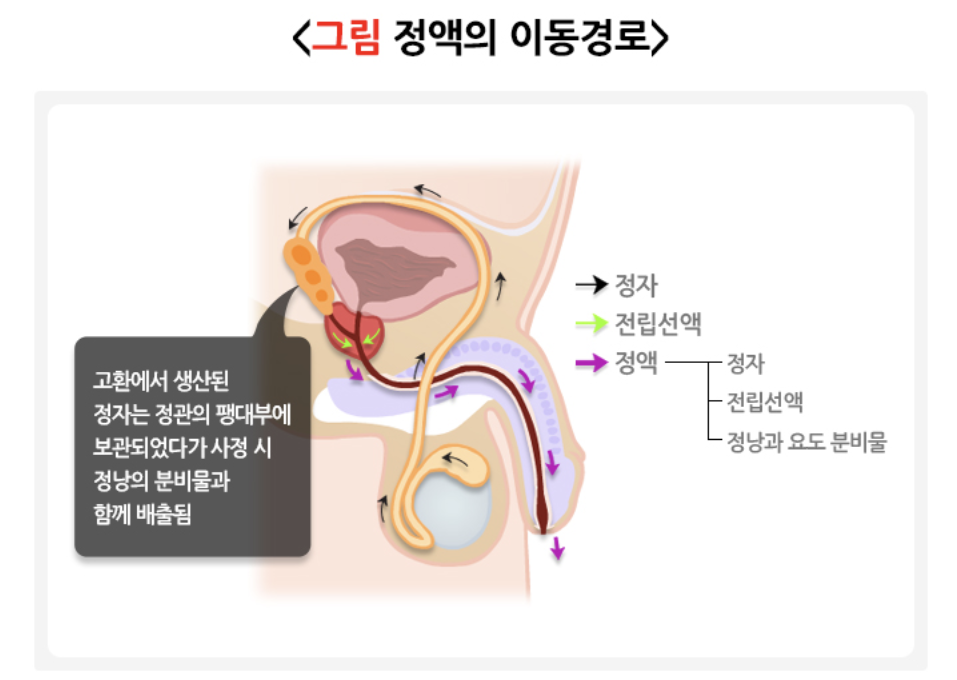정액의 이동경로