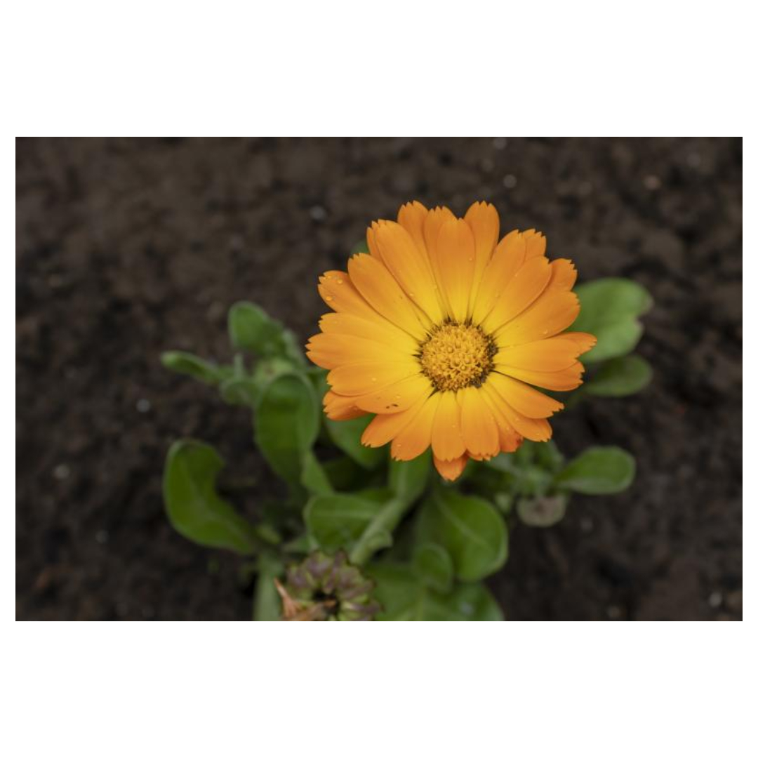 경옥고와 관련된 사진입니다.