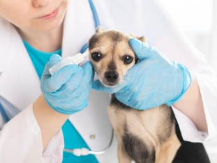 강아지 귀 진드기 검은 찌꺼기 원인&amp;#44; 증상 및 치료법