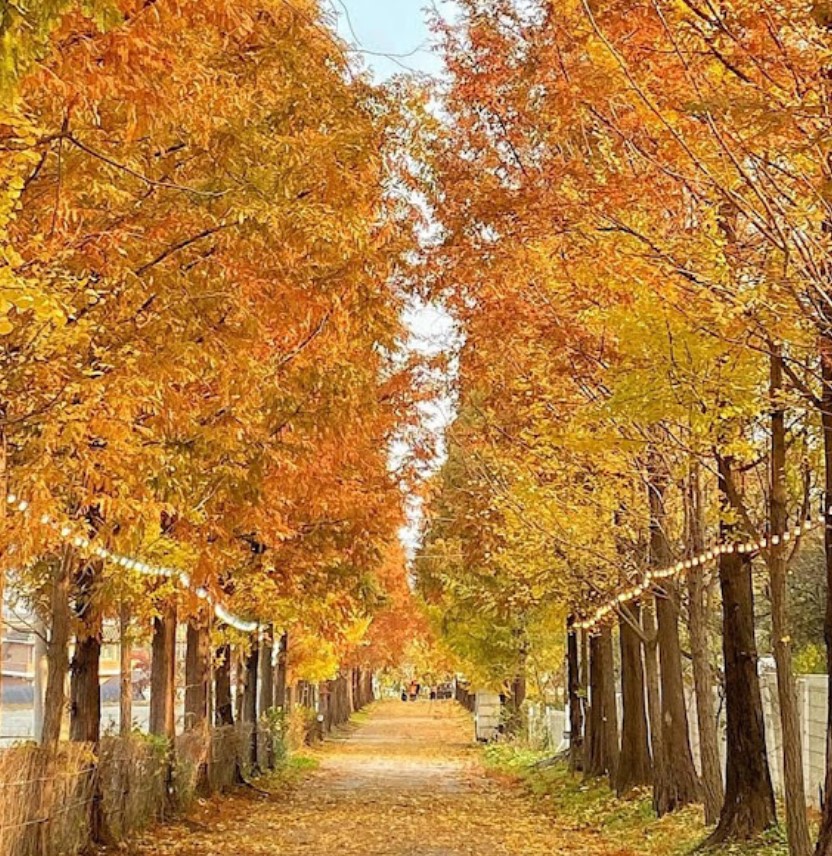 피나클랜드 불꽃놀이