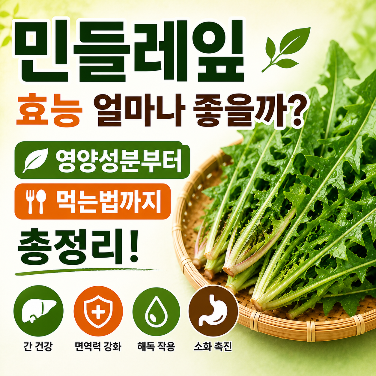 민들레잎 효능