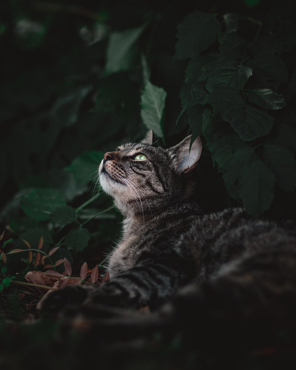 고양이 변비 원인과 해결법 (9)