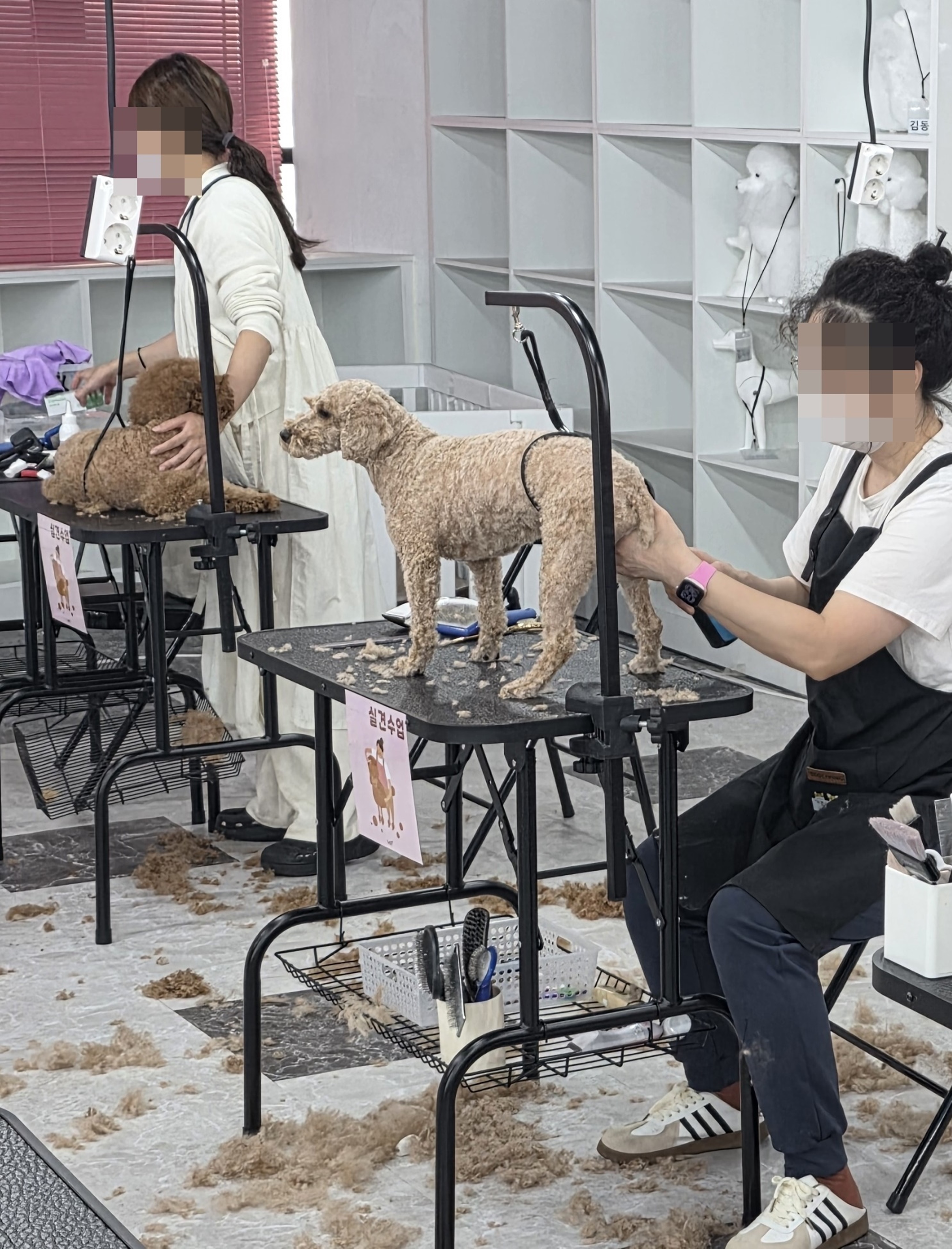 광명애견미용학원