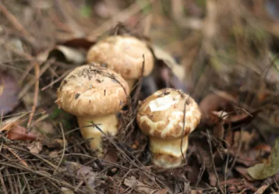 송이버섯 등급별 가격&amp;#44; 송이 등급 구분 방법