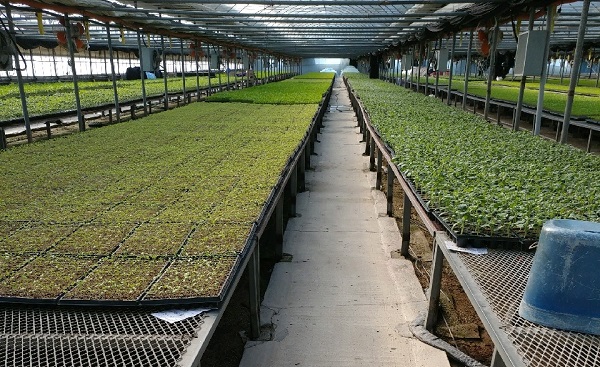 이미지 출처: AI 생성 이미지(콘텐츠 이해를 돕기 위한 시각 자료, 실제 인물을 특정하지 않은 AI 생성 이미지)
임업종묘기능사는 산림용 종자의 채취, 선별, 파종 및 묘목 생산 과정을 전문적으로 수행하는 국가기술자격이다.