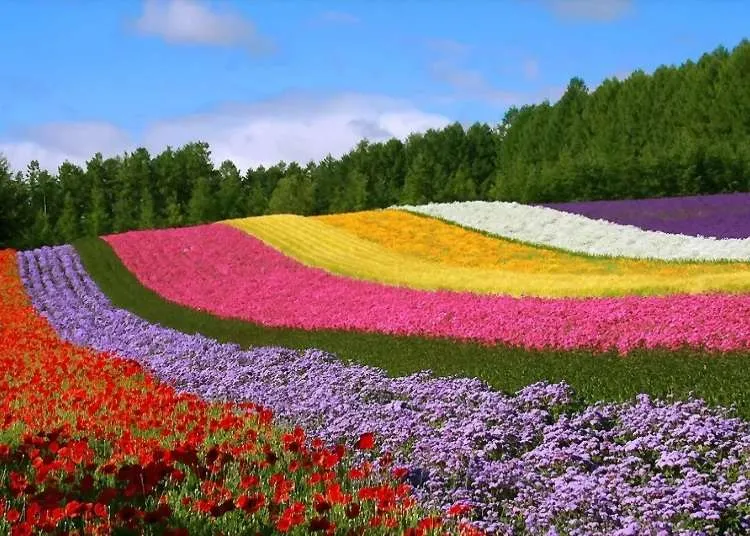 홋카이도 여름 여행코스 4박5일 일정과 맛집 정보 정리_4