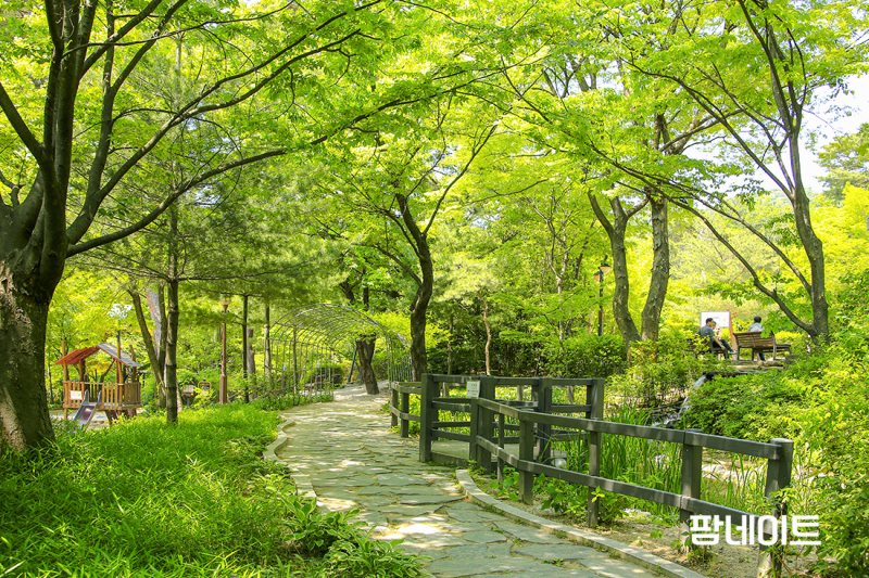 자연 치유와 미세먼지 대응법: 자연 해독 식품과 운동법