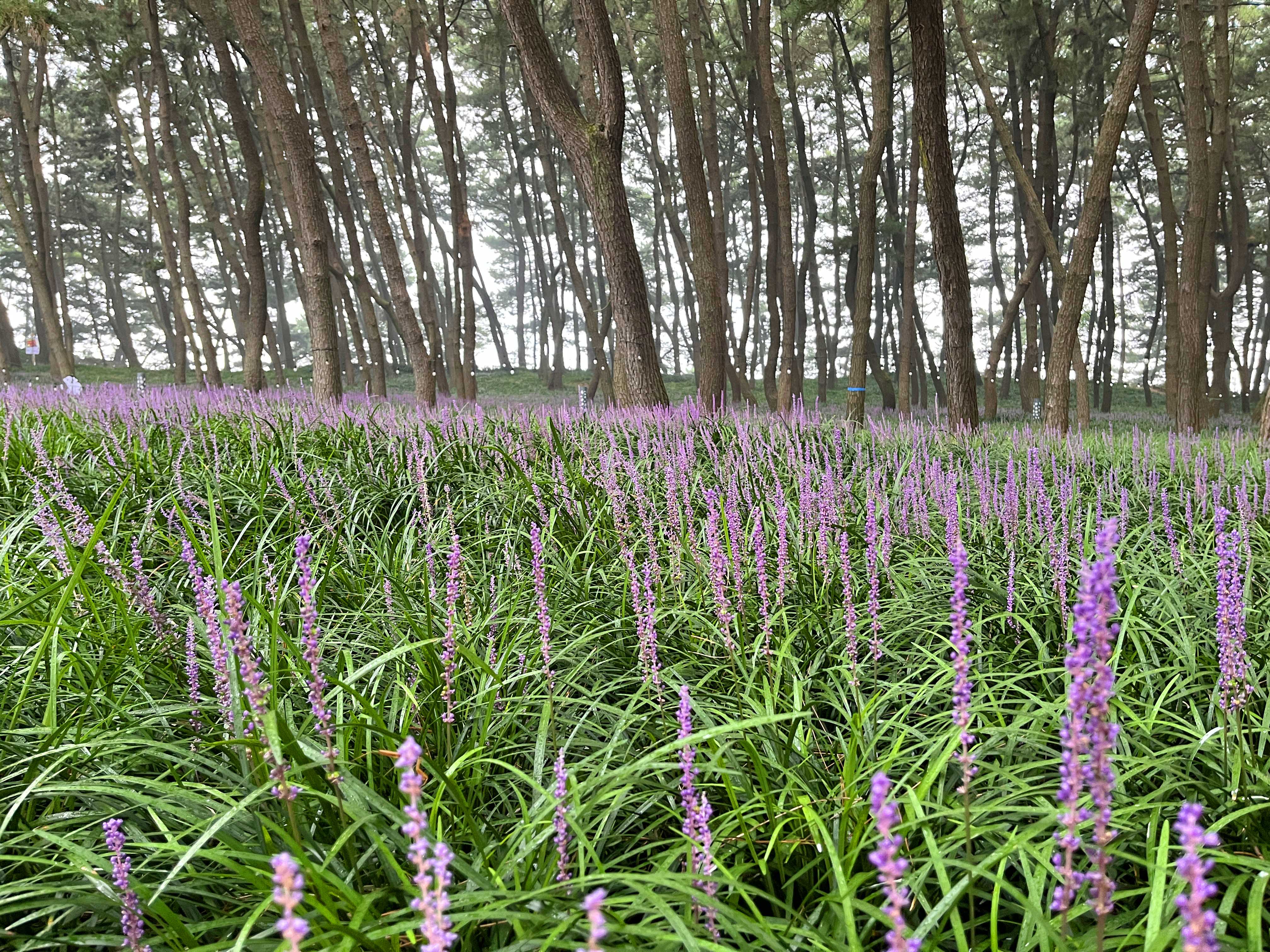장항 맥문동 축제