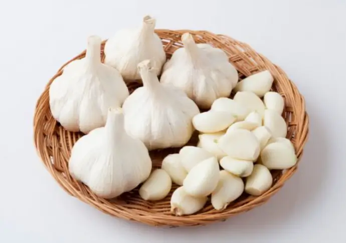 고양이-주면-안되는음식-양파와마늘