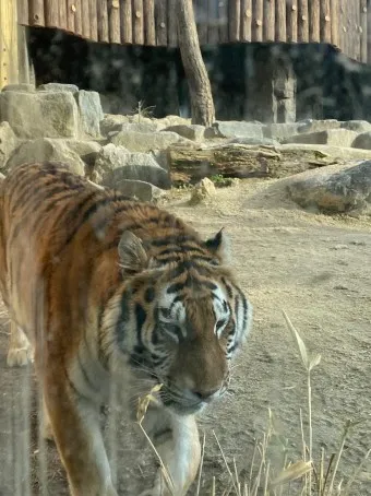 서울대공원 캠핑장 둘레길 동물원 입장료 맛집_18