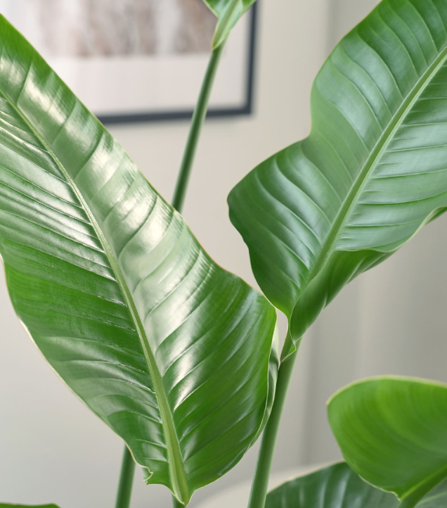 극락조 키우기 물주기, 분갈이 방법