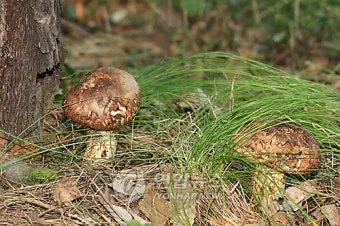 송이버섯 채취시기가격 정보를 확인_21