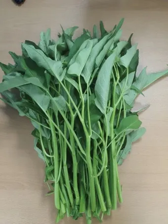 공심채 재배 여름 재배 물 충분 배수 필수_29