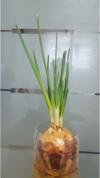 양파 재배 요령 정식 웃거름 도복 수확 건조 포인트_5