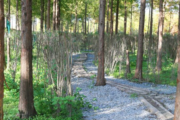 캠핑장_메타세과이어숲