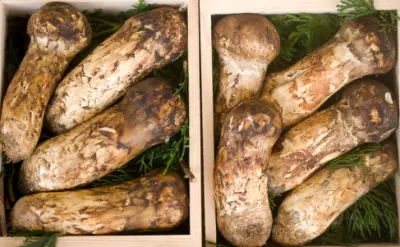 송이버섯 등급별 가격&amp;#44; 송이 등급 구분 방법