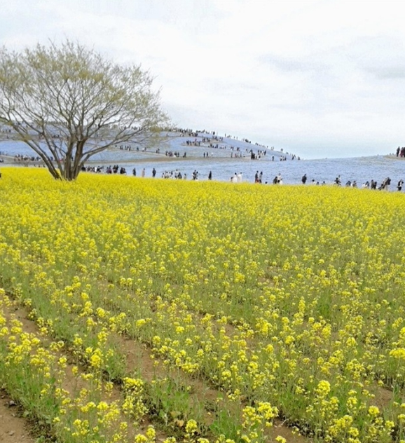 히타치해변공원(国営ひたち海浜公園)의 네모필라 꽃
