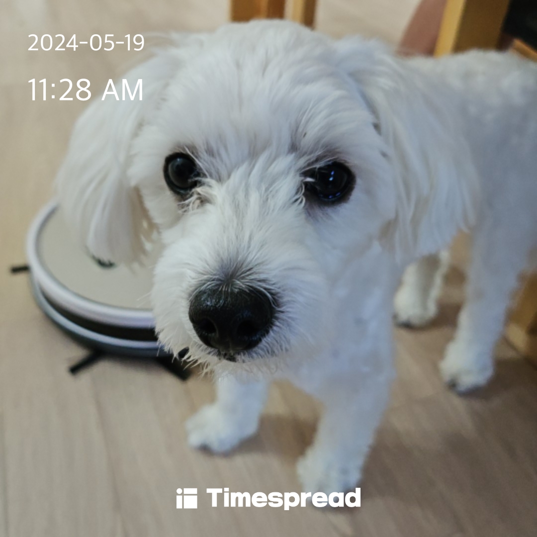 강아지 눈물자국 고민해결