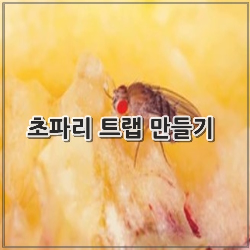 초파리 트랩 만들기