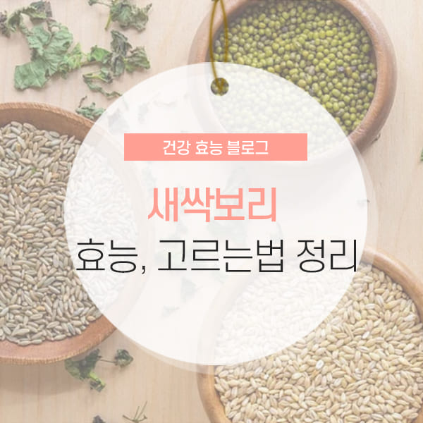 새싹보리 먹는법 및 효능 소개 콘텐츠