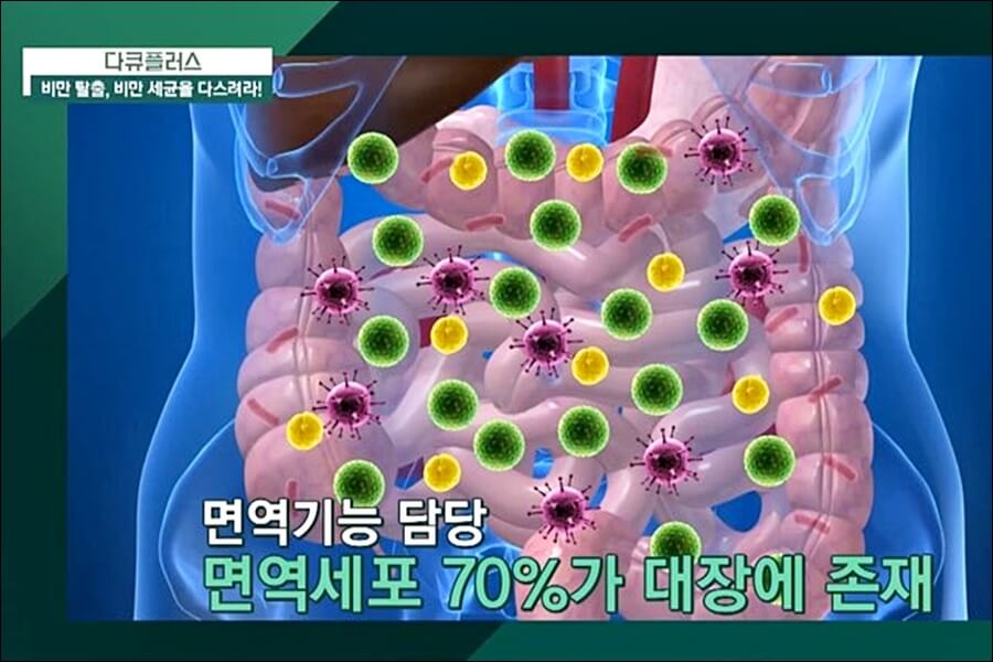 LGG 유산균 추천제품 및 효능