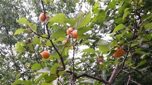 살구효능