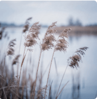 억새와 갈대 차이점 알아보기 