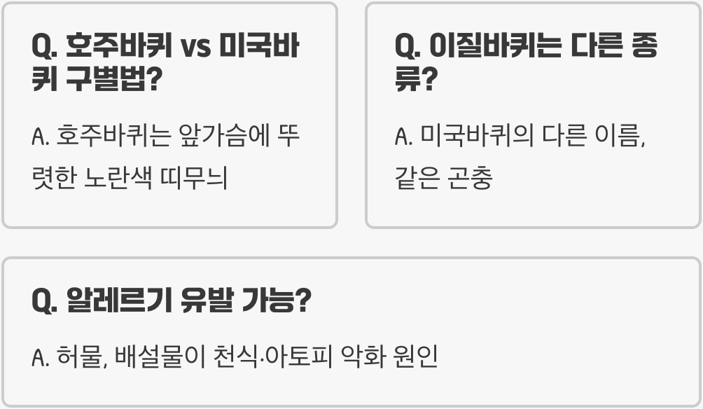 호주바퀴벌레 크기 성충이 3cm 이상으로 자라 위압감을 주는 이유