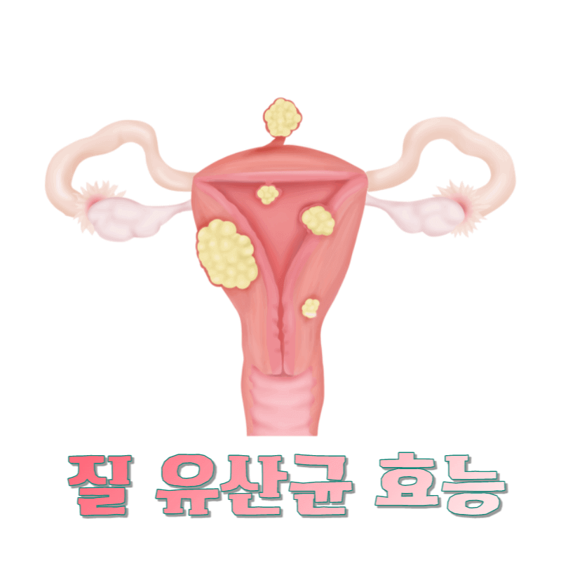 여성의 질 건강 질 유산균 효과에 대해