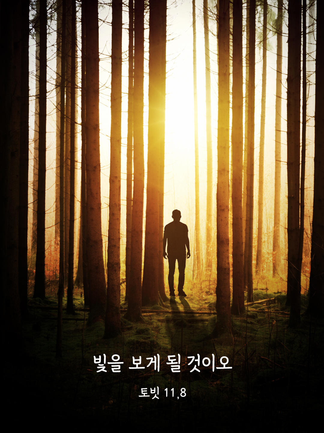 빛을 보게 될 것이오. (토빗 11,8)