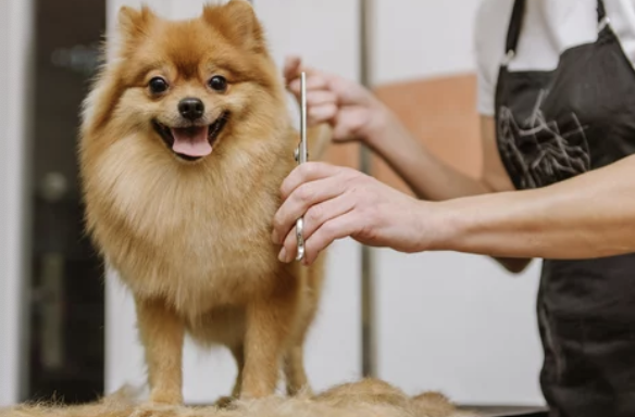 포메라니안/출처:어도비스톡