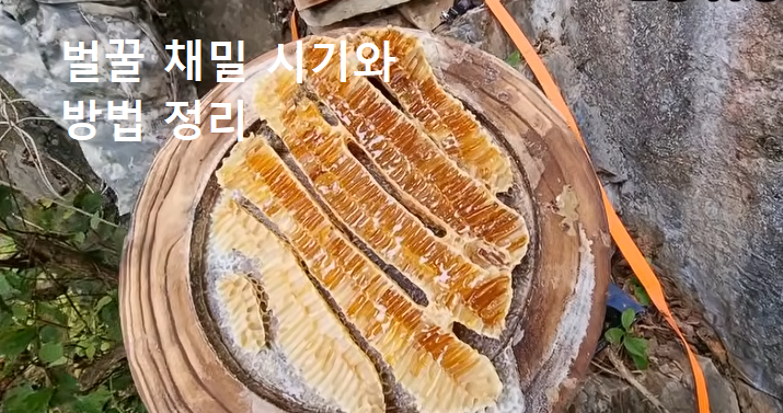 벌꿀 채밀 시기와 방법
