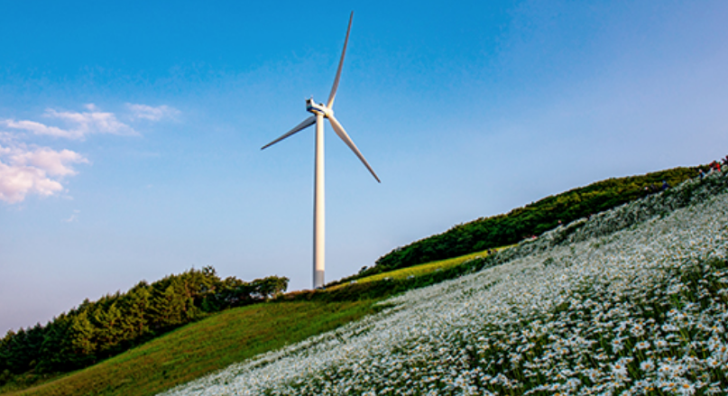 평창 육백마지기 샤스타데이지6