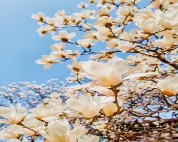 벚꽃 개화시기_7