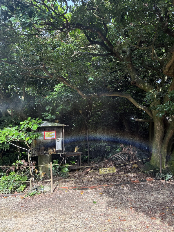 이시가키지마 리스원숭이