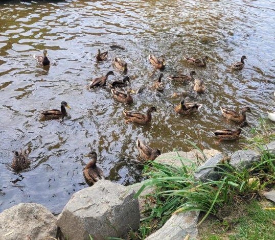 양재천 천천투어