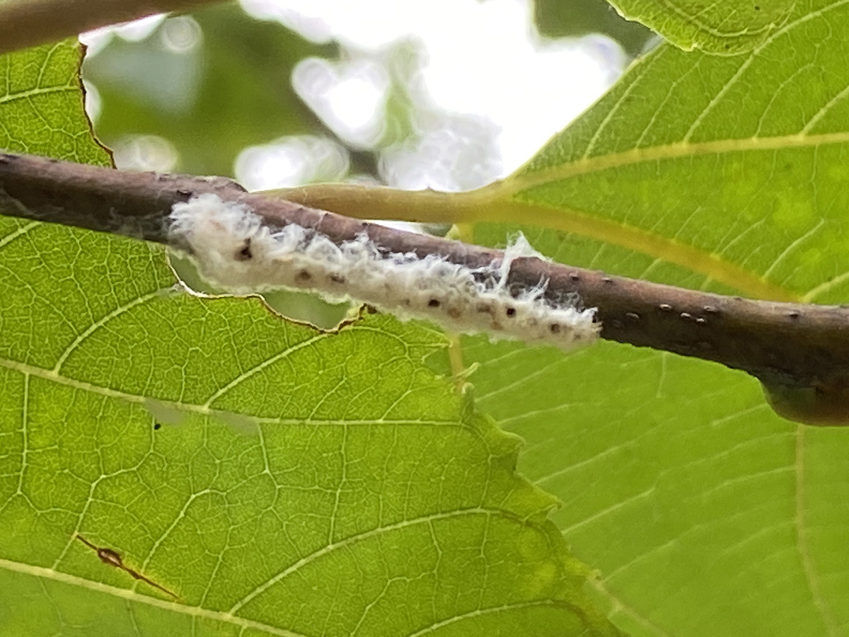 갈색날개매미충8