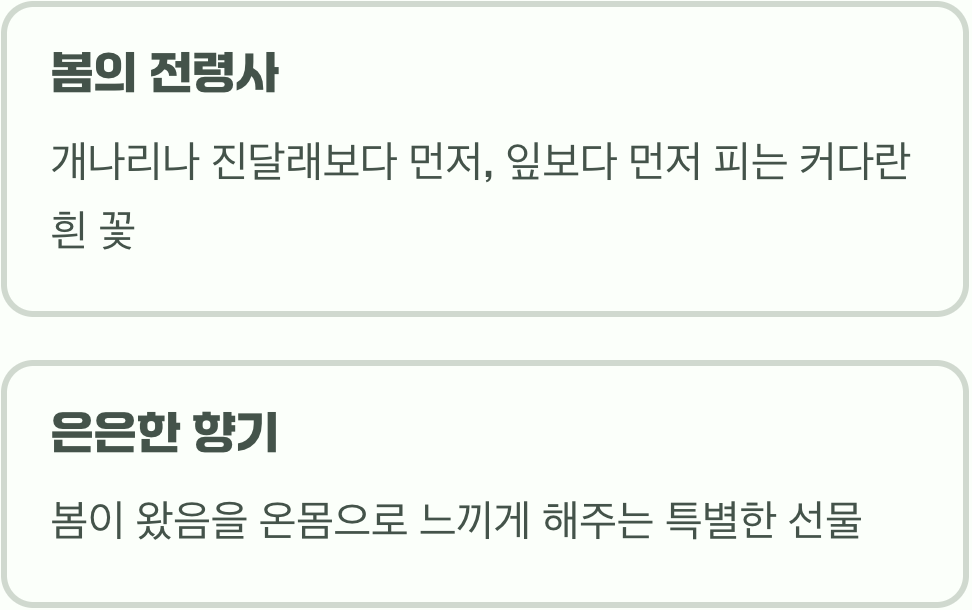 순백의 우아함&amp;#44; 그 이상의 매력